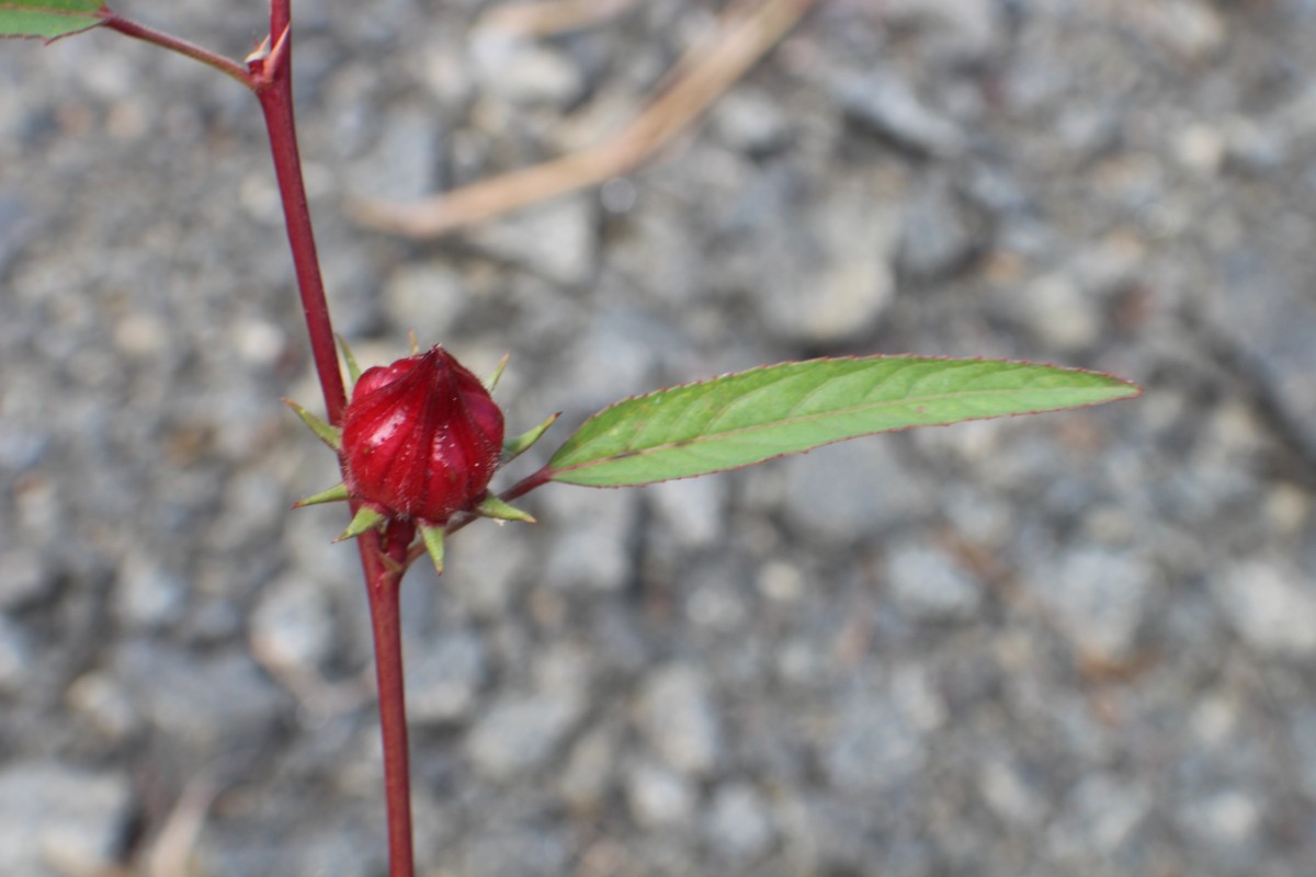 Hibiscus sabdariffa L.